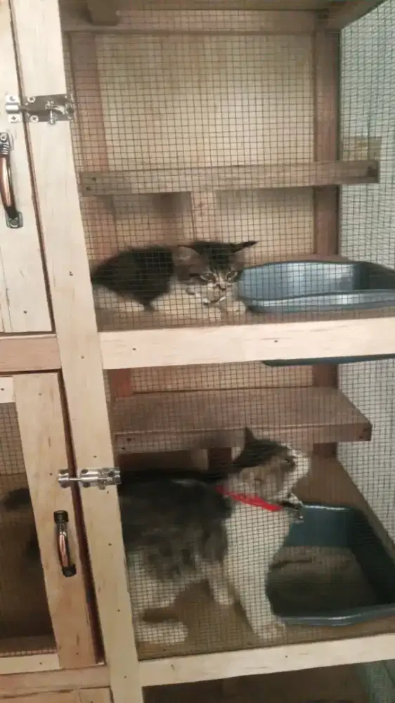 Kandang kucing tingkat 3