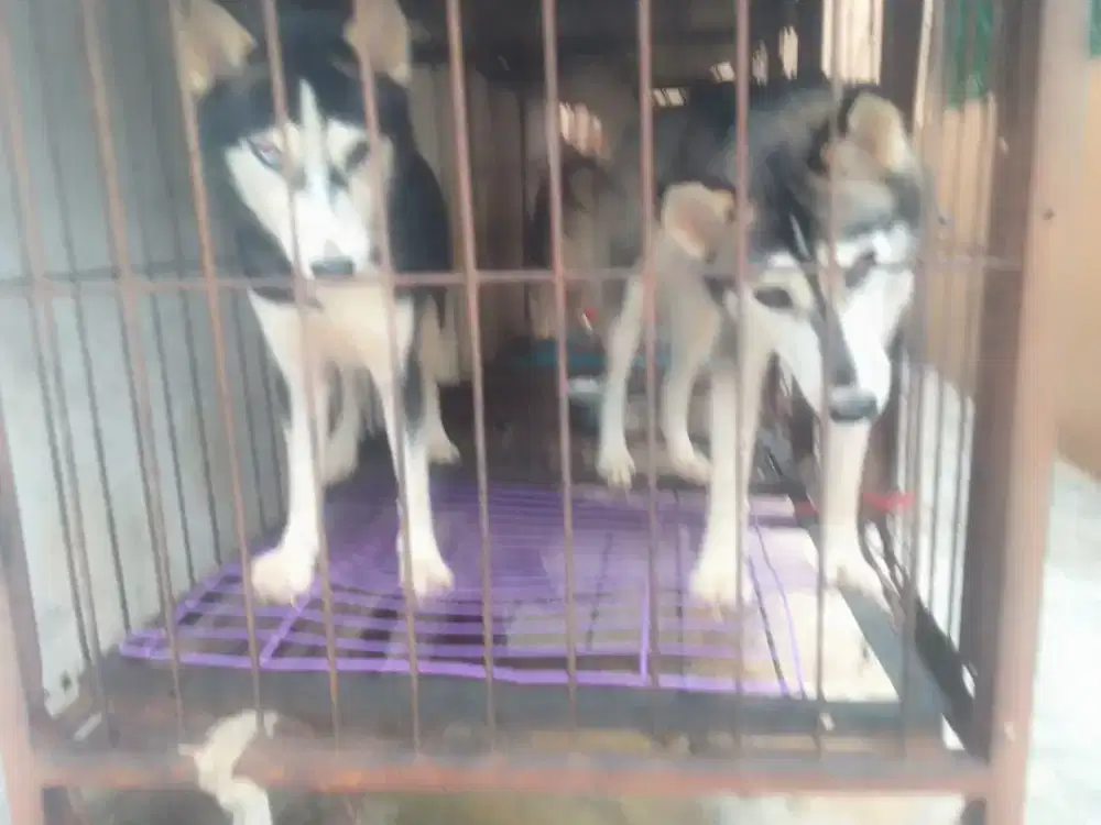 Open adopt Siberian Husky