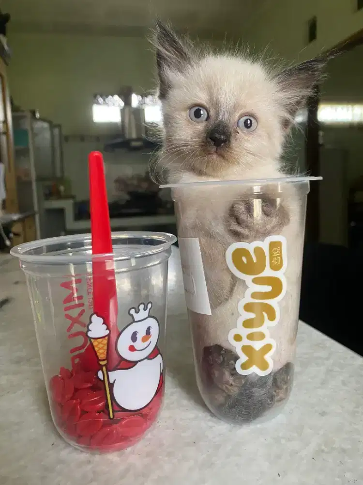 Kucing Himalaya mix Persia