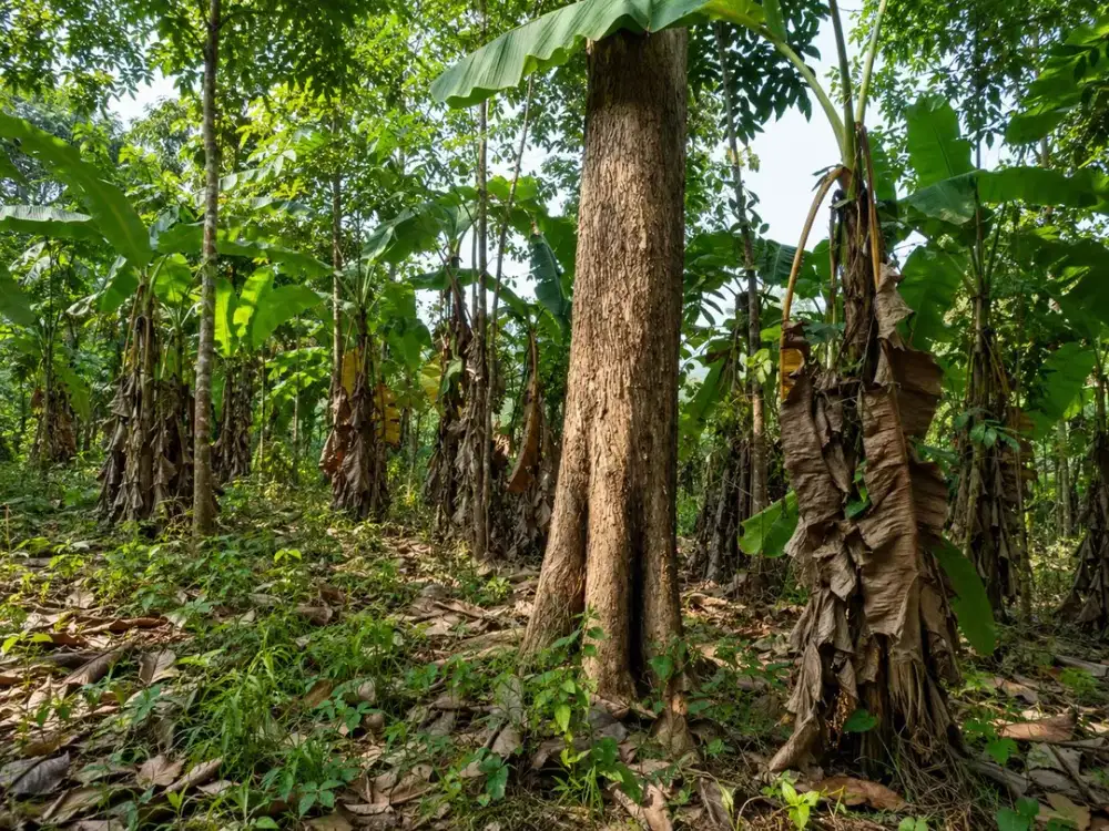 Jual kebun jati usia 36 tahun di Banjar Ciamis Luas 7 Ha