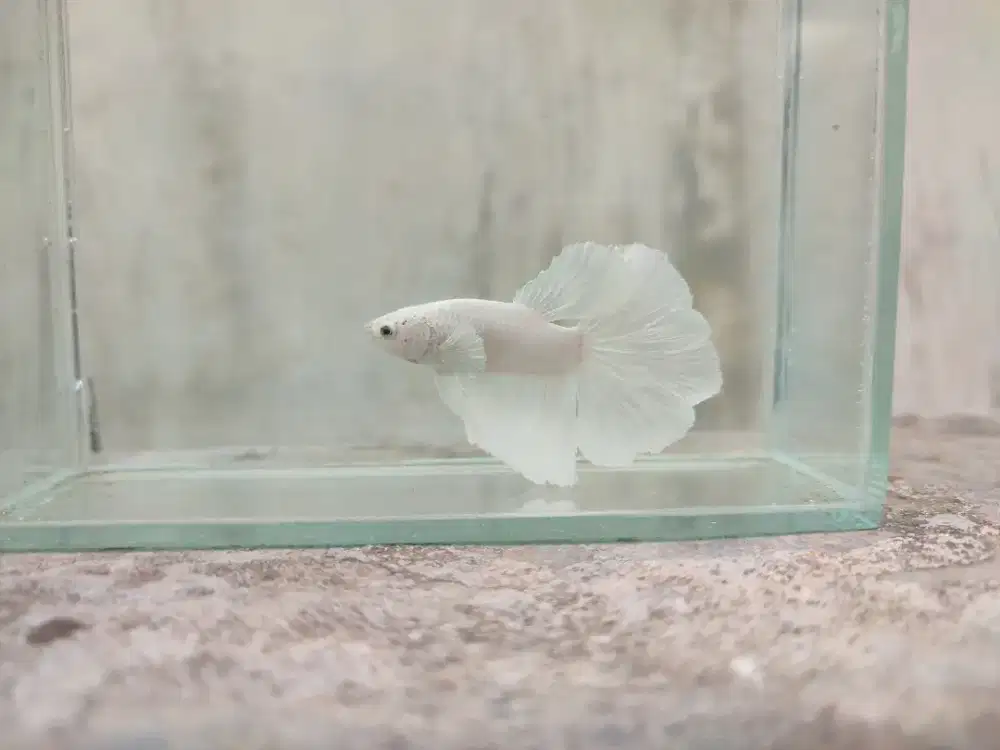 Ikan cupang halfmoon putih