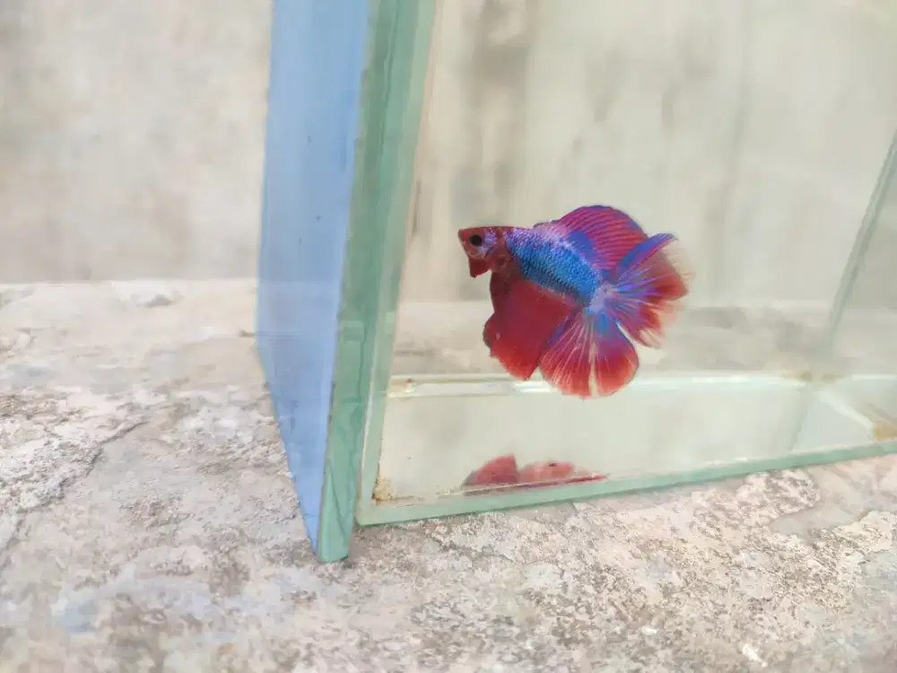 Ikan cupang dthm fanny