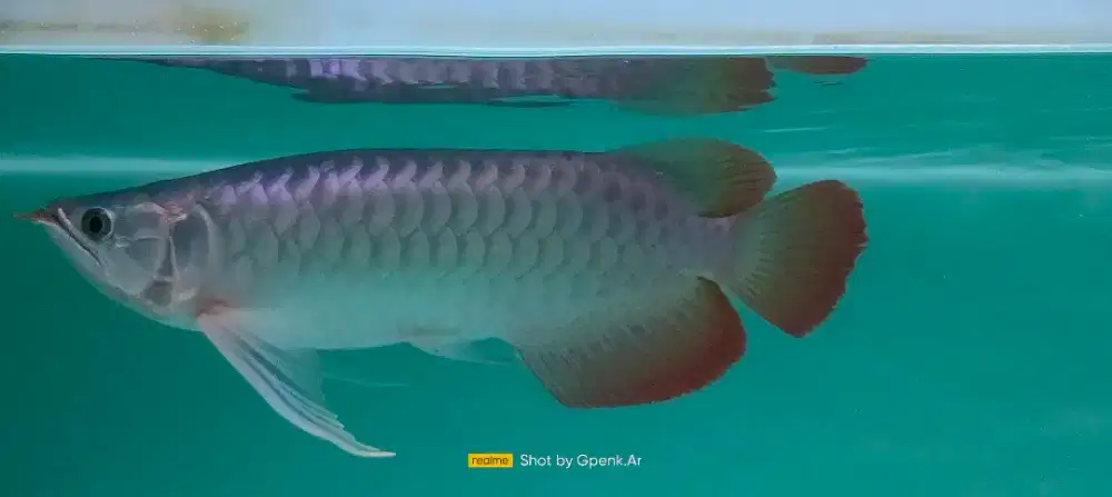 Ikan arwana super red