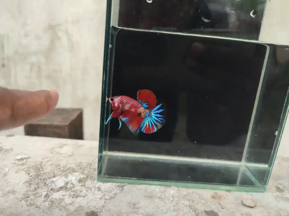 Ikan cupang multi colour
