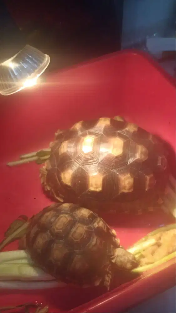 Kura kura darat sulcata sehat maka rakus