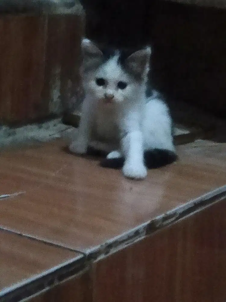 Kitten mixdome betina
