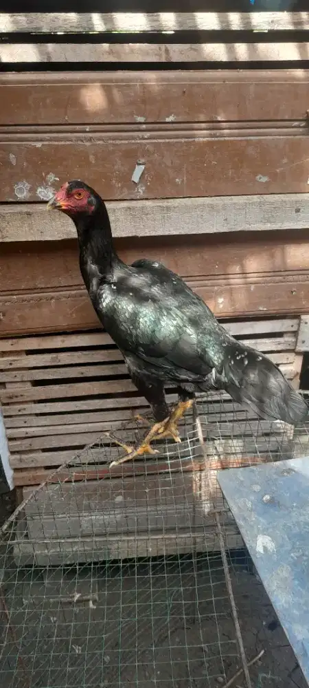 Ayam bentina bagus