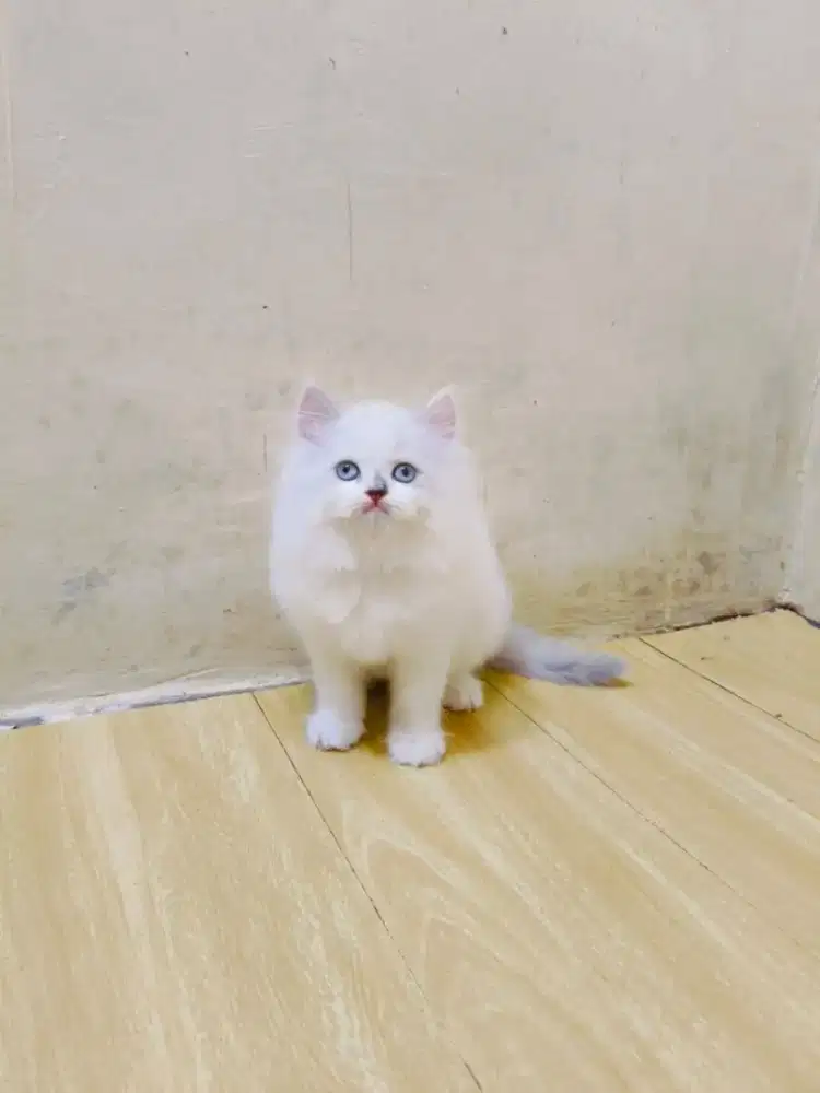 Kitten himalaya midol