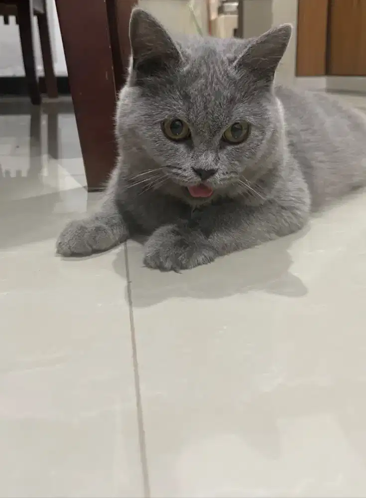Kucing bsh  british short hair betina umur 7 bulan