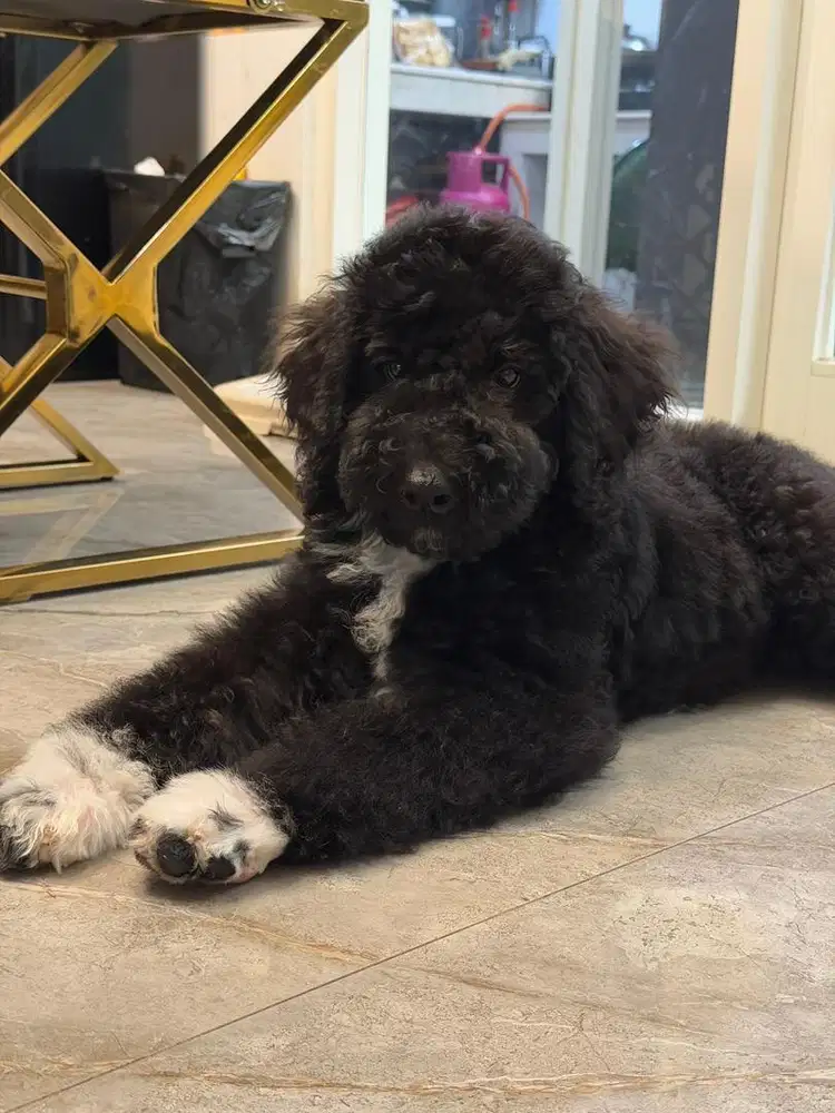 Anjing Giant Poodle Betina ISTIMEWA