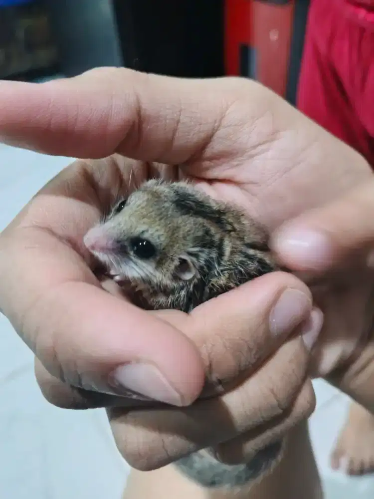 adop dormice/tupai mini