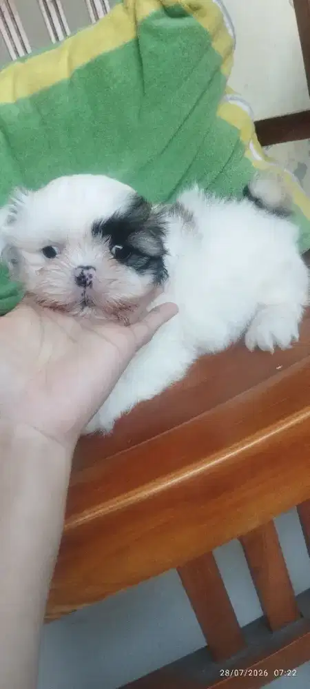 Jual shihtzu puppies bogor