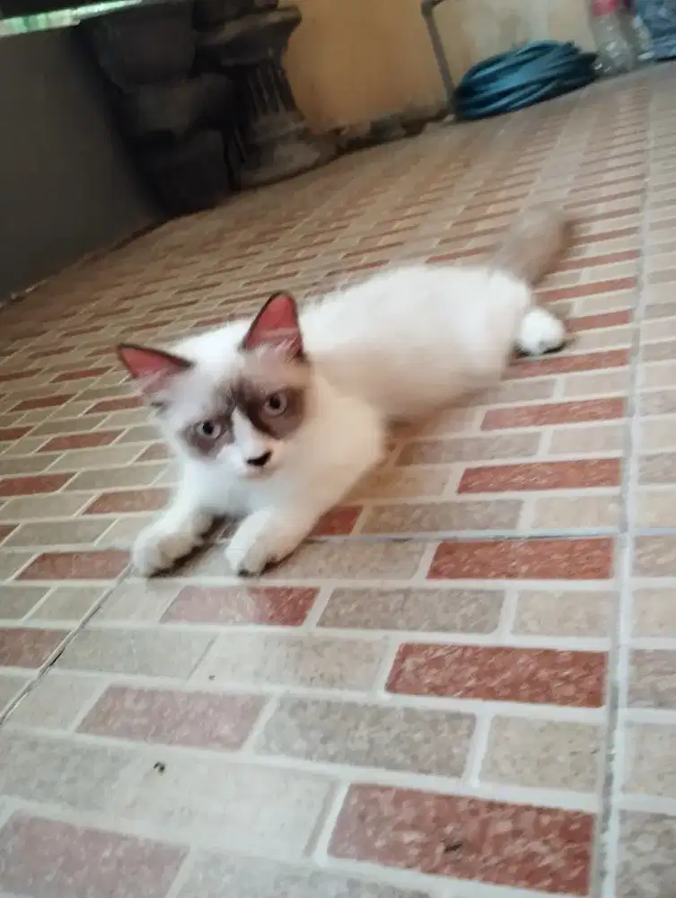 Ragdol1 Jantan 4 bln