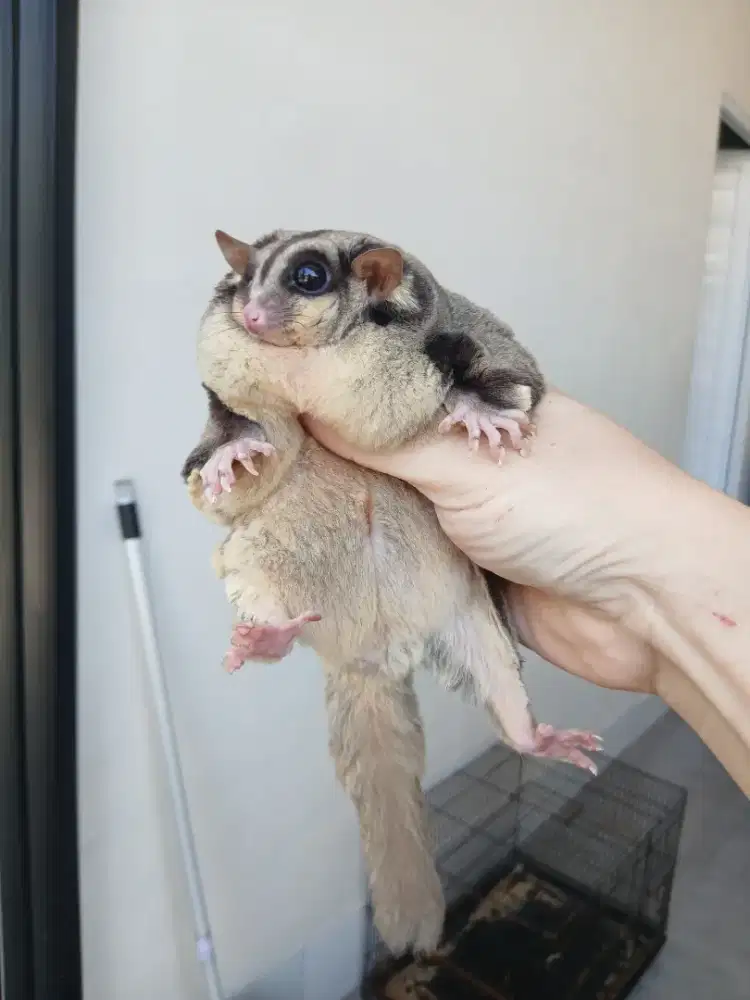 Sugar glider classic grey obes
