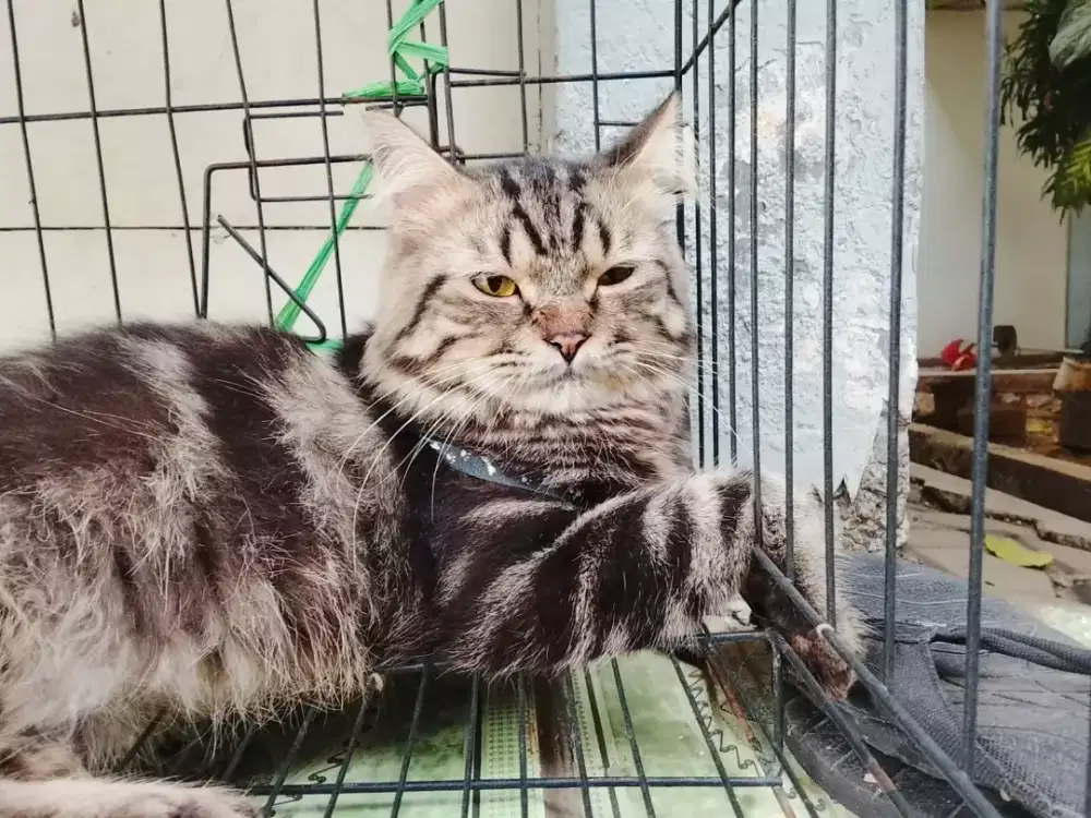 OPEN ADOPSI ANGGORA