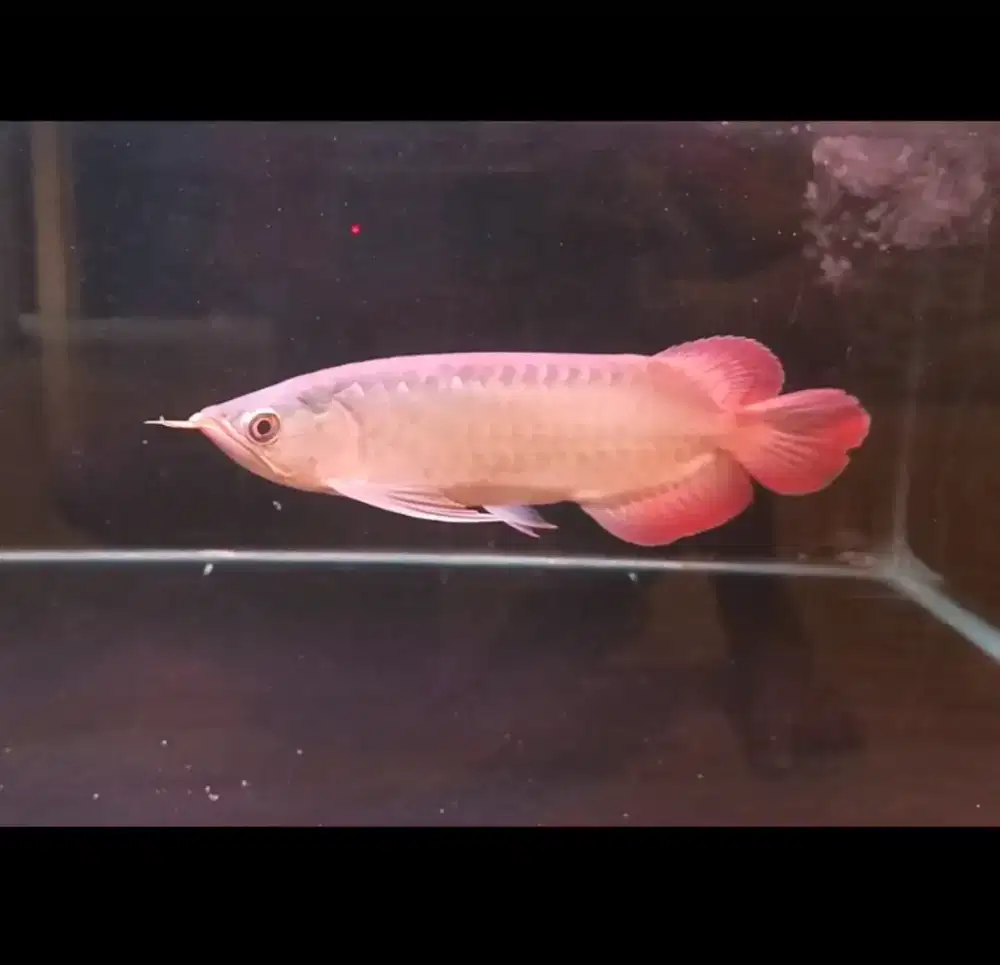 Arwana Super Red -+24cm, sertifikat & chip lengkap