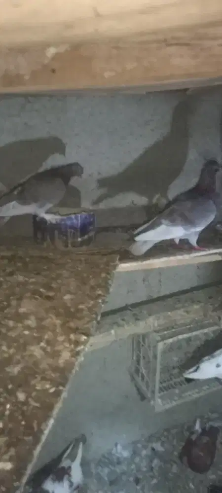 Burung dara pasangan