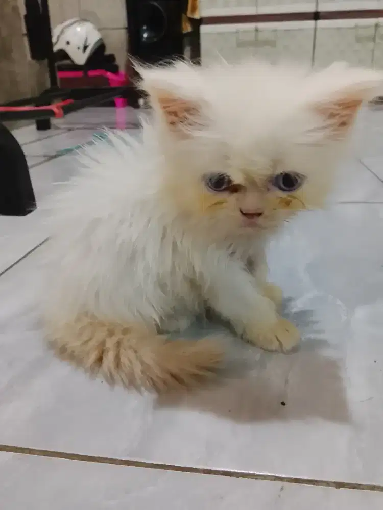 Open adops kitten Persia long hair 2 bulan
