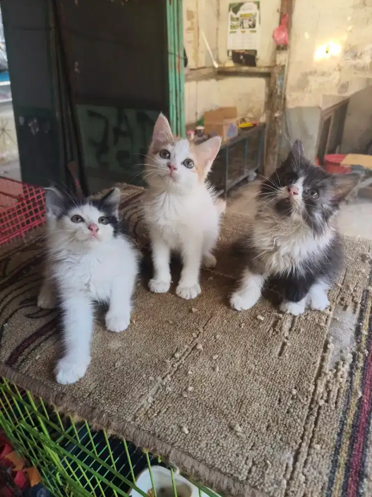 Persia jantan semua 2,5 bulan