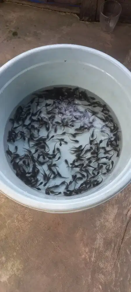 Bibit ikan lele berkualitas