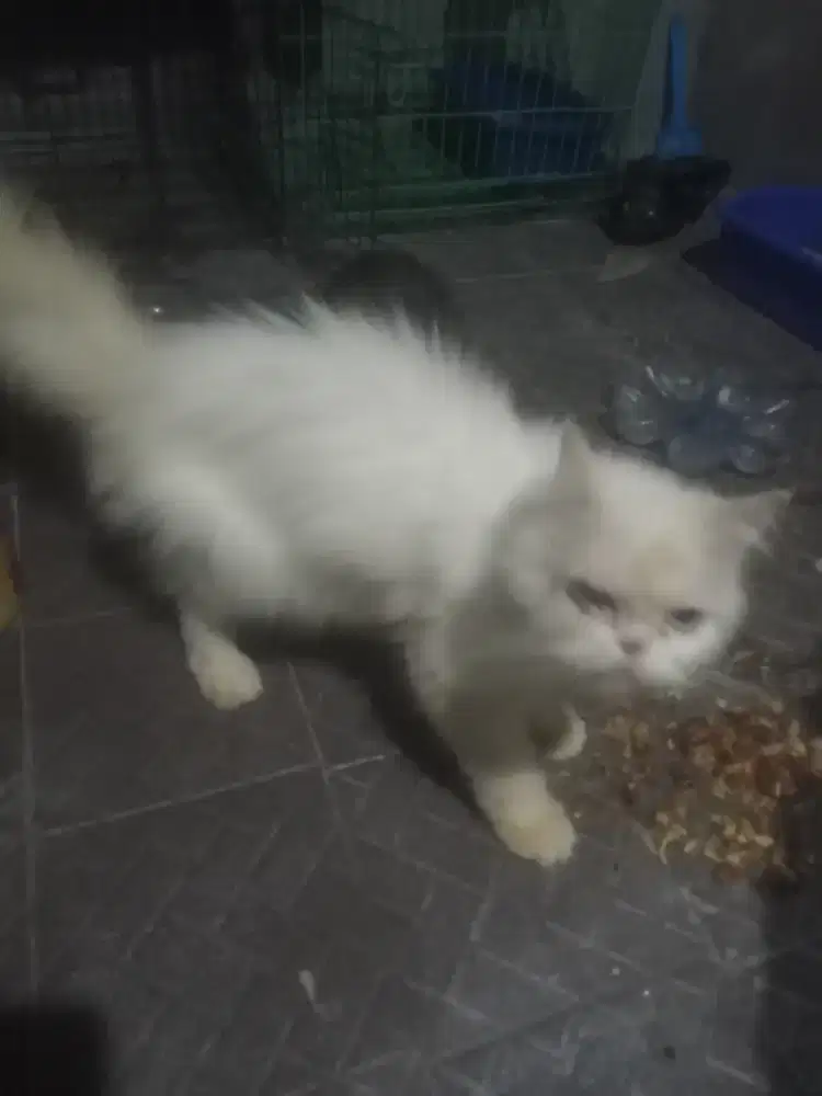 Persia himalaya flatnose