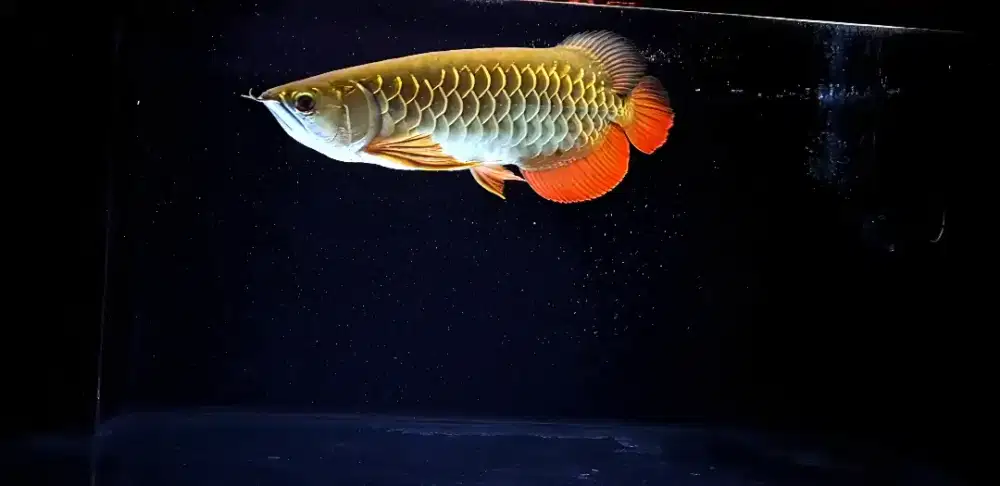 Arwana golden SSB