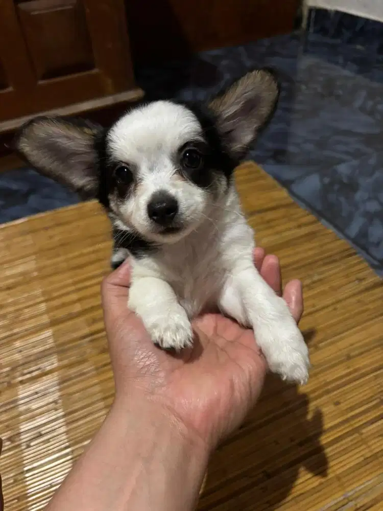 Dijual Anak Anjing Betina Cihuahua Mix Mini Pom