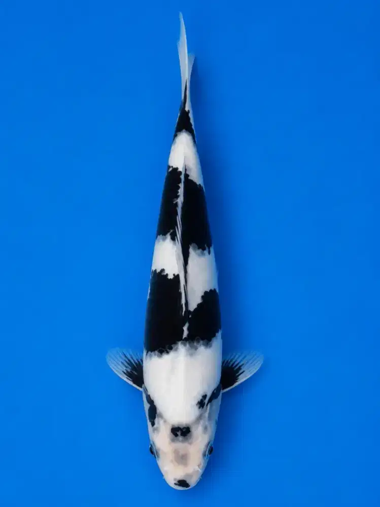Koi Shiro Super Tategoi