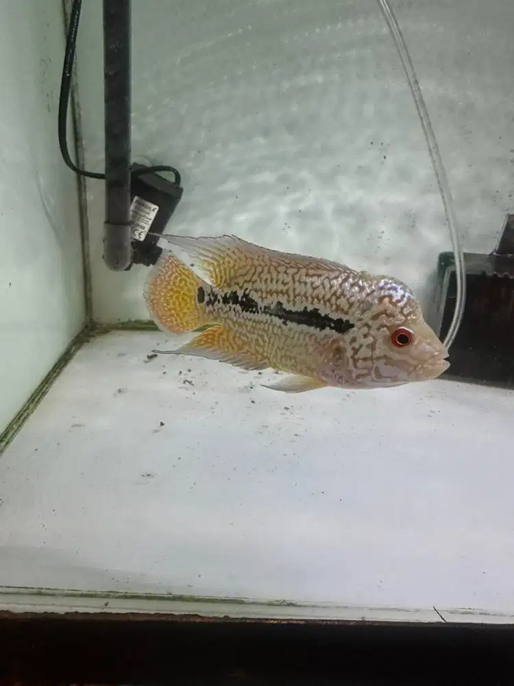 Louhan Cencu size 14 cm an