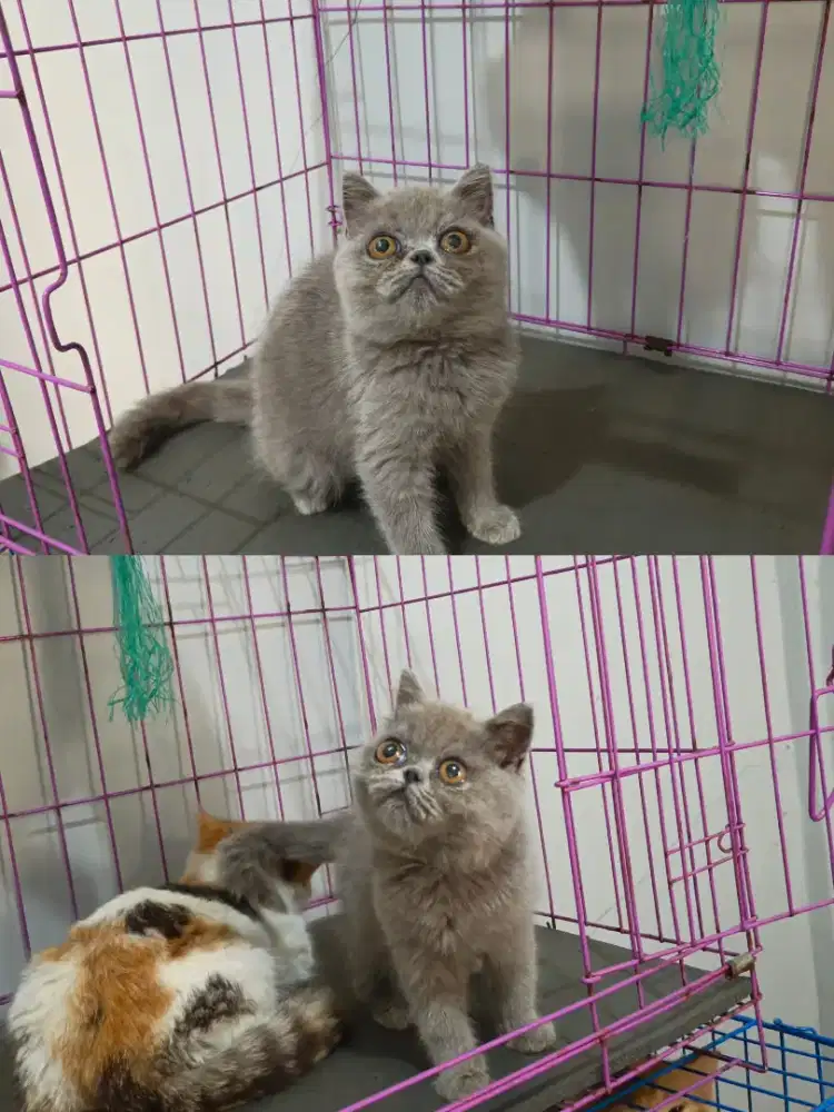 Exotic peaknose abu kitten