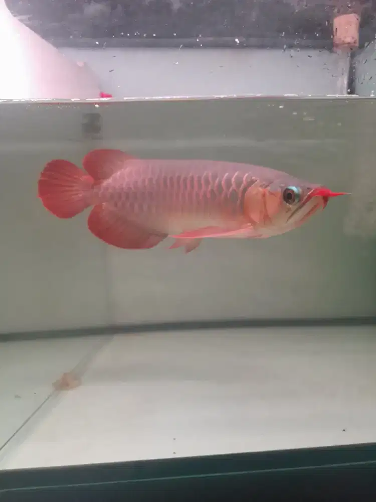 Arowana Super Red Size 38cm
