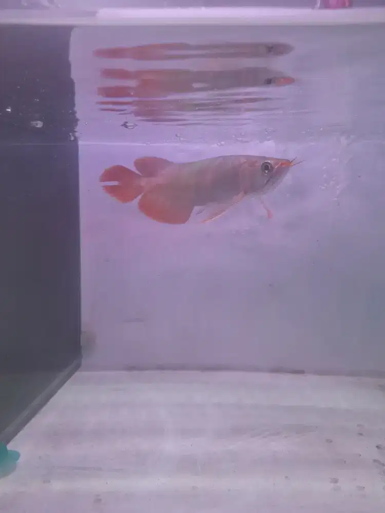 Ikan Arowana Super Red Size 24-25cm