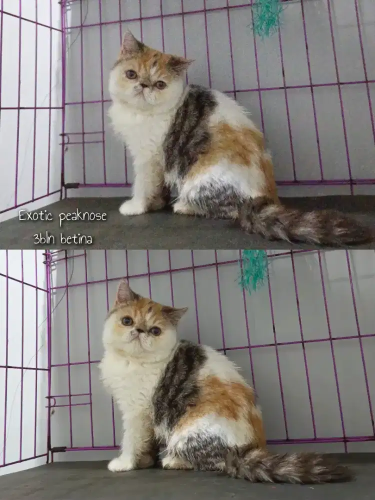 Kitten exotic peaknose
