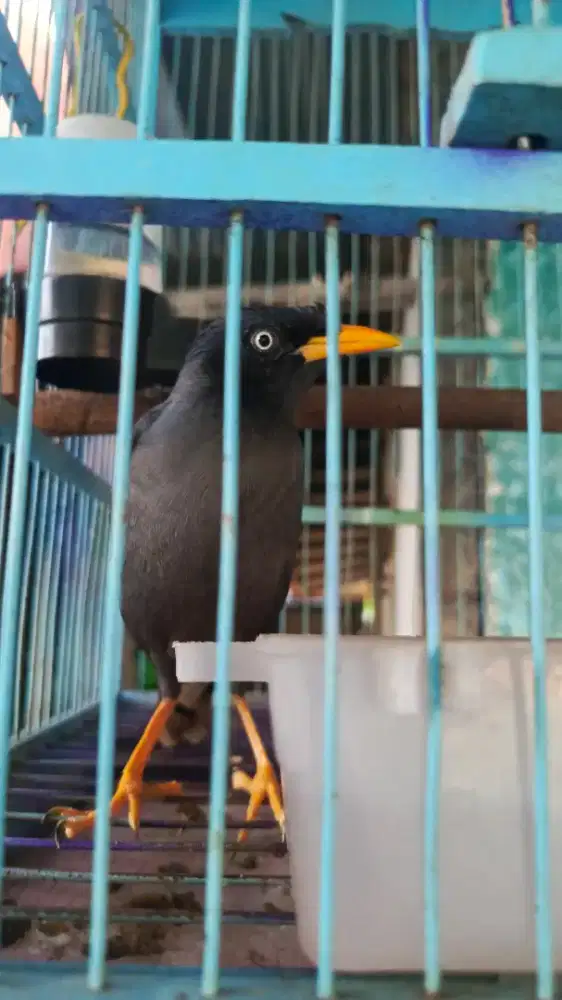 jalak kebo mata putih gacor minta ampun,niru suara apa aja bisa