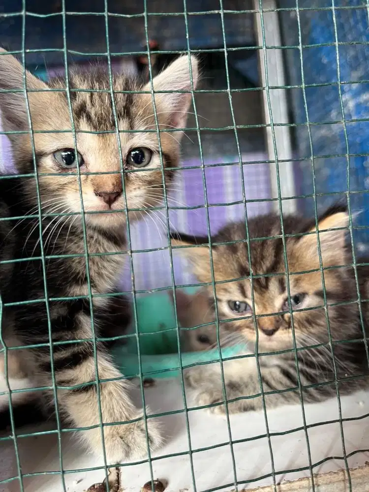 Kitten persia jantan dan betina