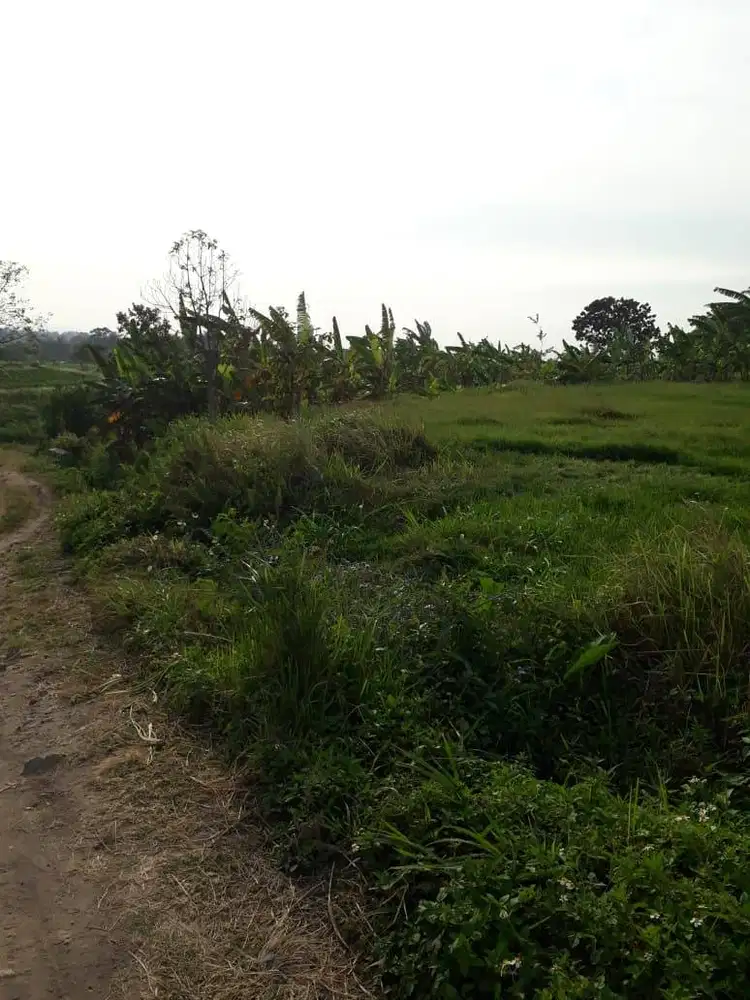 DIJUAL TANAH LUAS 3.730 m² — PACET, MOJOKERTO