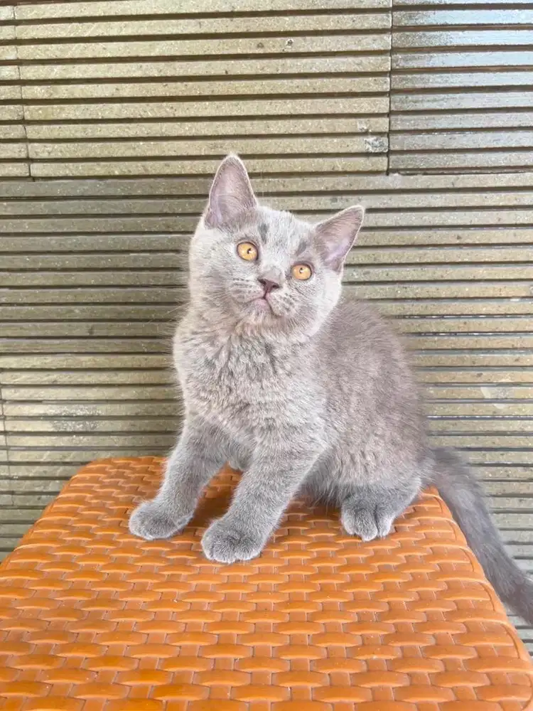 British Shorthair 2 bulan betina