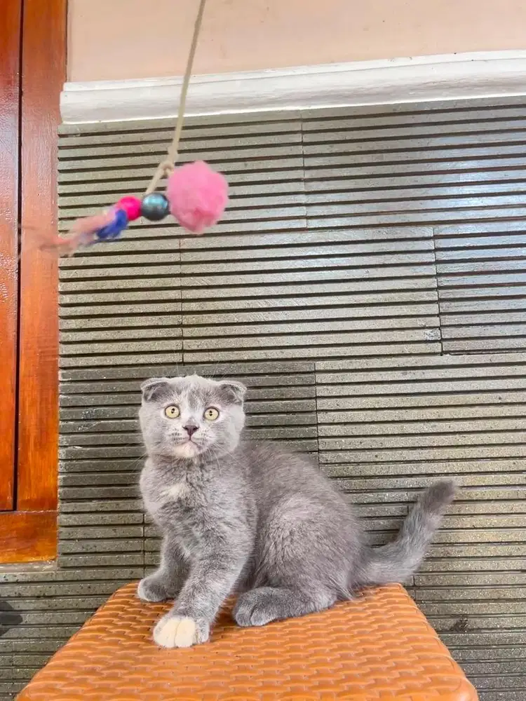 British Shorthair x Scottish fold 2 bulan betina
