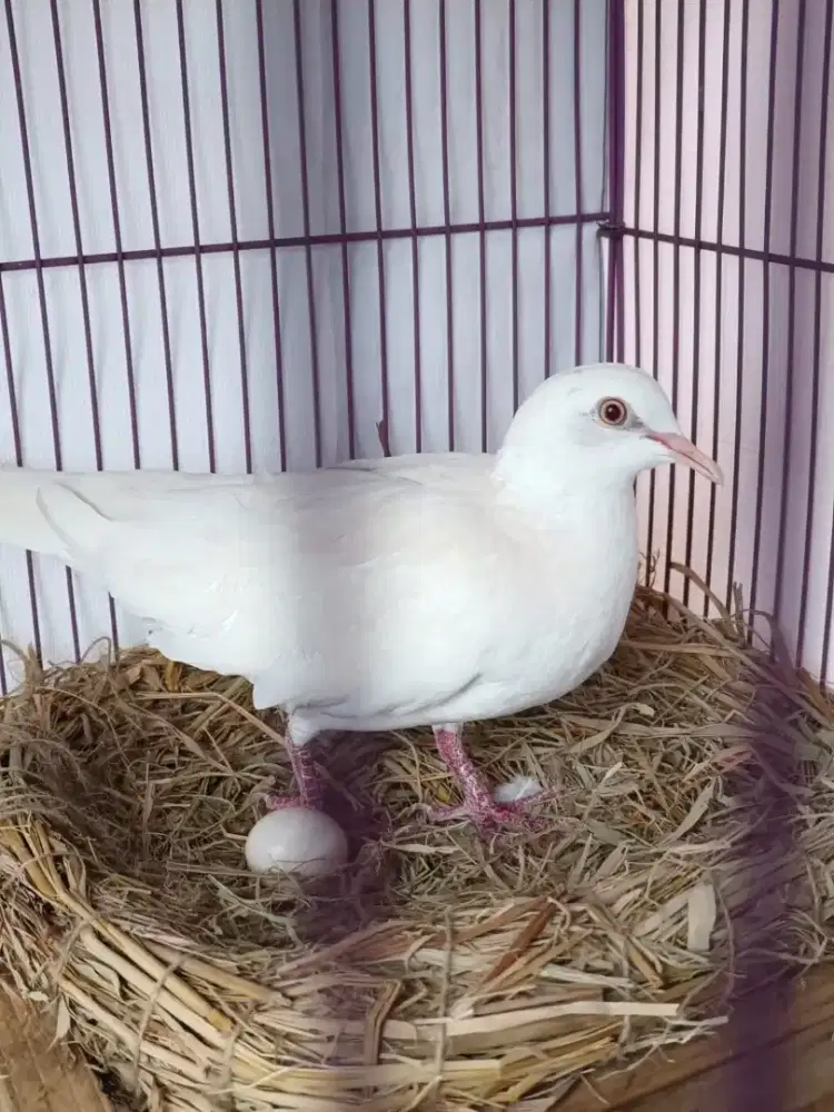 Tekukur albino mata merah betina gacor nelur pakan..