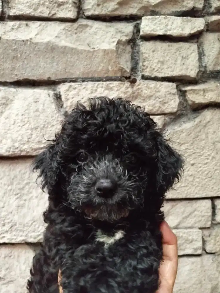 Black Toy Poodle