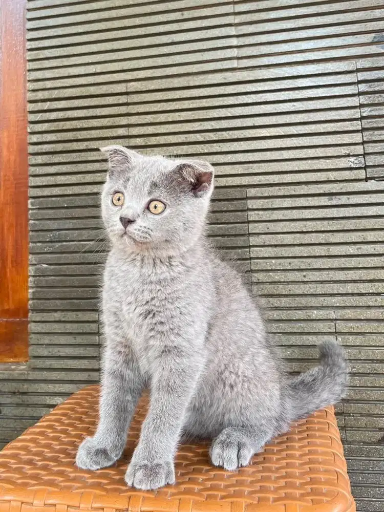 British Shorthair x Scottish fold 2 bulan betina