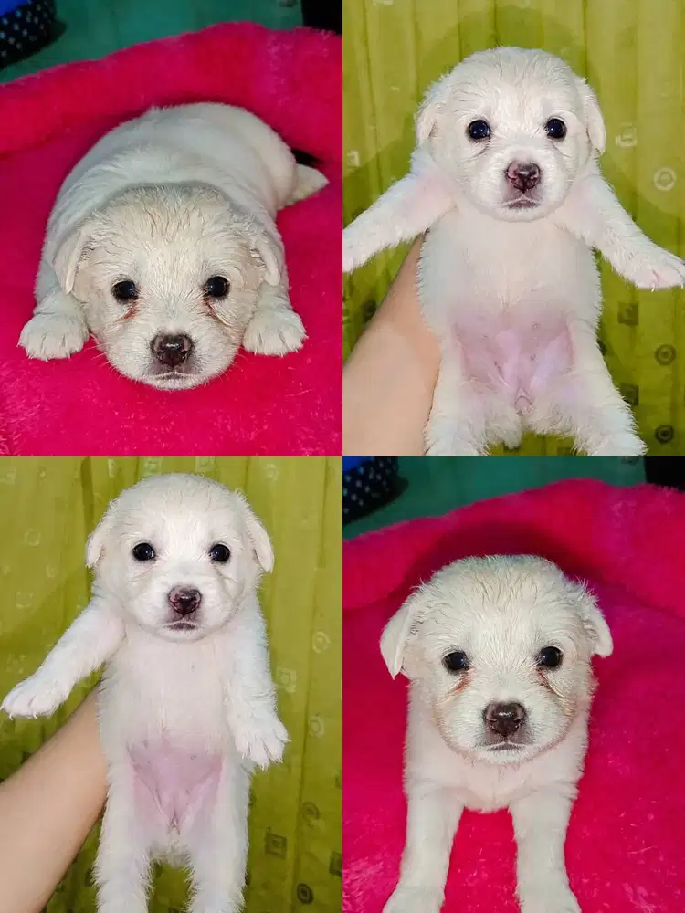 JUAL ANAK LABRADOR