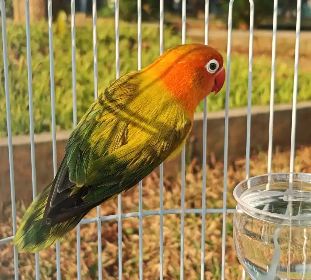 Lovebird Biola Euwing Gold Betina LB, love bird dewasa