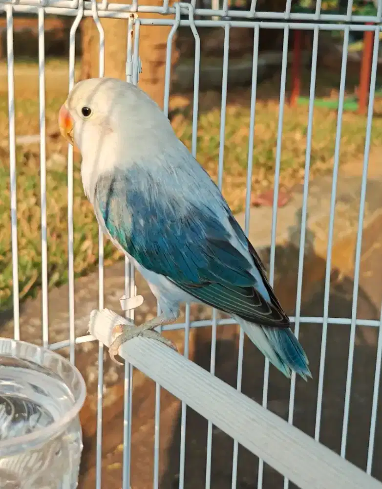 Lovebird Biola Euwing Blue Violet Jantan LB, love bird dewasa