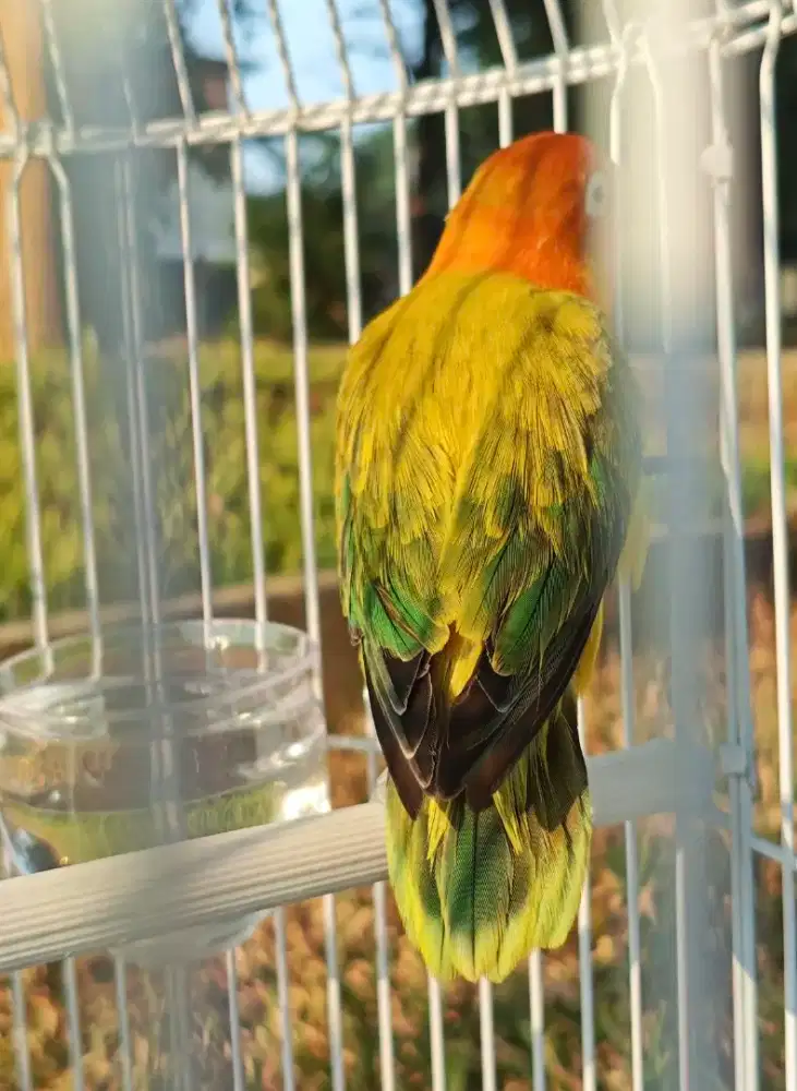 Lovebird Biola Euwing gold kuning LB, love bird dewasa