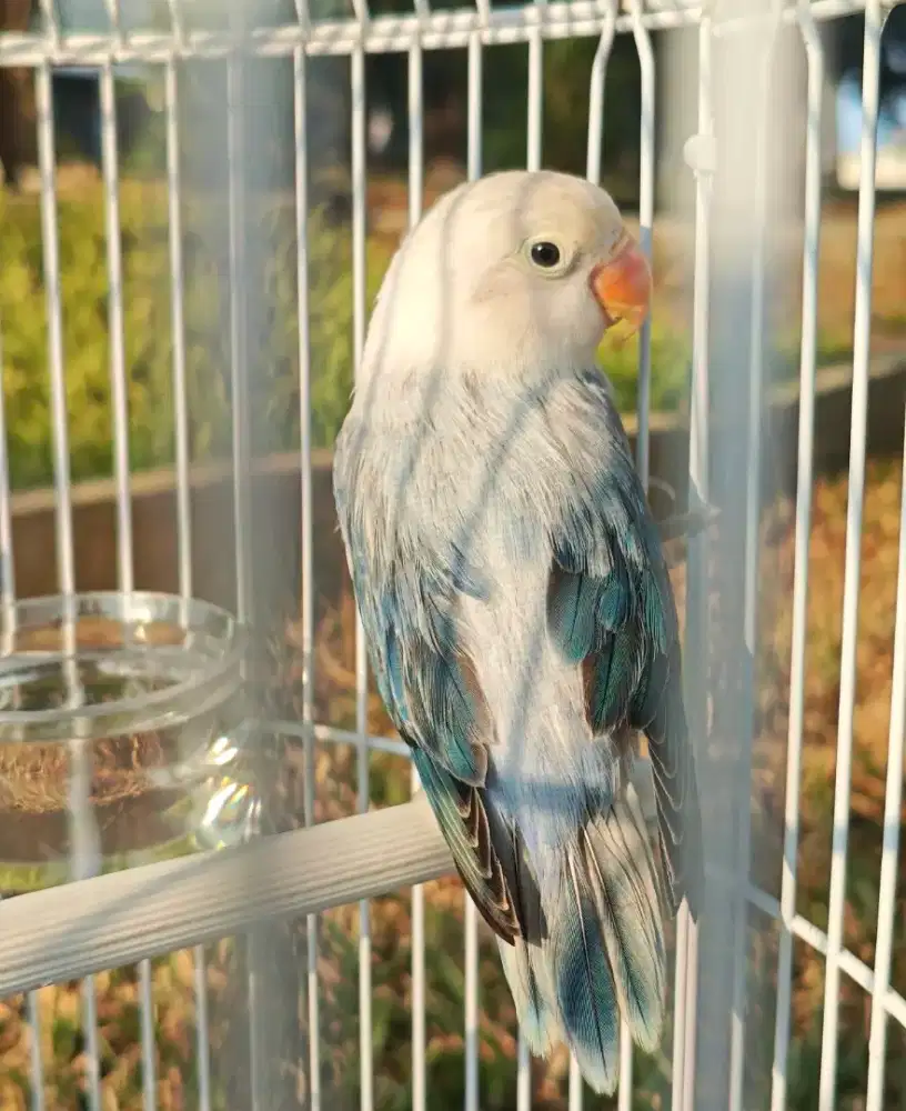 Lovebird Biola Euwing Blue Violet Jantan LB, love bird dewasa