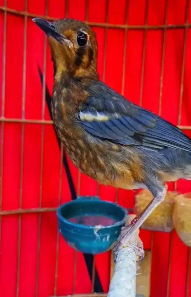 anis merah trotol jantan mulus