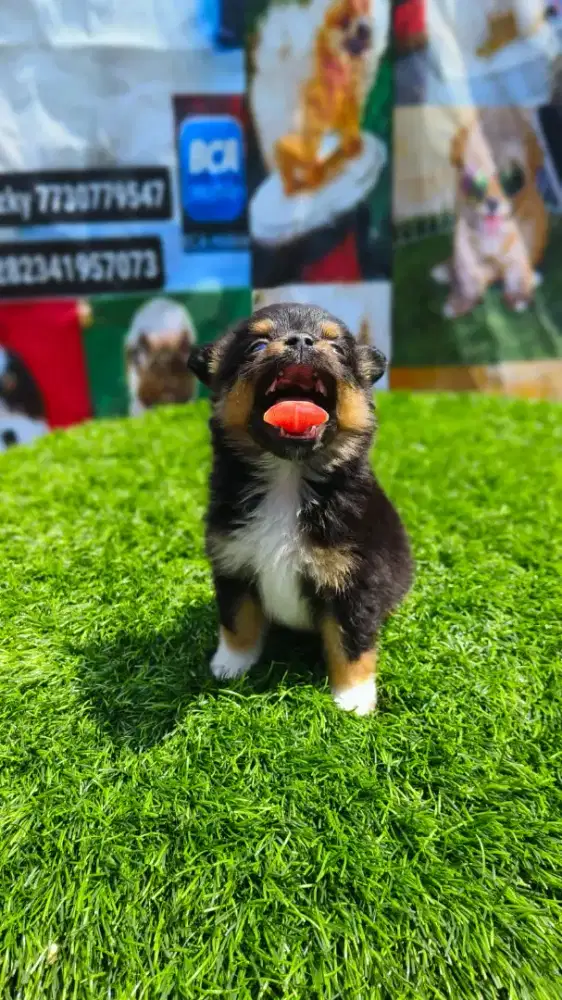 Minipom mix cihuahua jantan dan betina