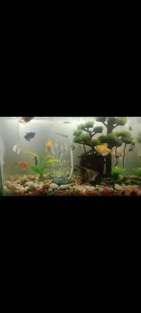jual aquarium fullset tinggal di pajang