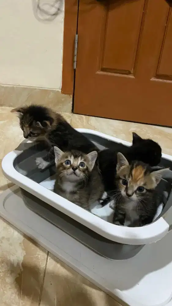 Anak kucing lokal free
